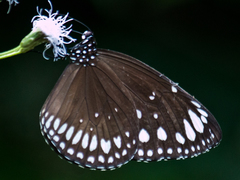 Euploea crameri bremeri