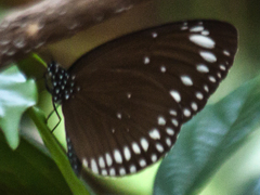 Euploea crameri bremeri