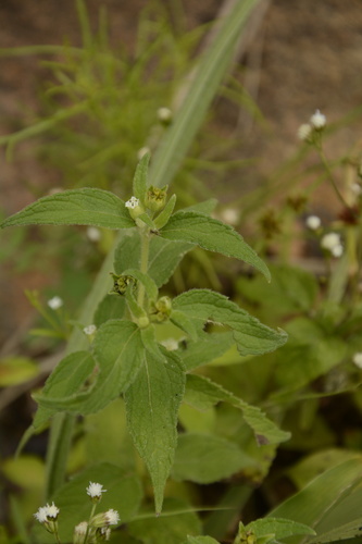 Image of Blainvillea acmella by (c) Siddarth Machado, some rights reserved (CC BY)