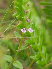 Scutellaria minor