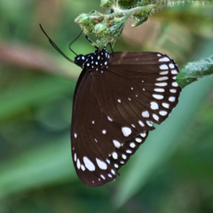Euploea crameri bremeri