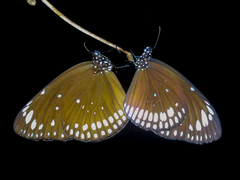 Euploea crameri bremeri
