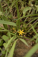 Curculigo orchioides