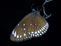 Euploea crameri bremeri
