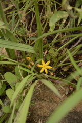 Curculigo orchioides