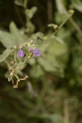 Cyanthillium albicans