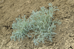Petrosimonia glaucescens