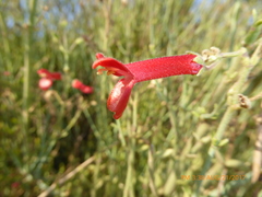 Gambelia juncea