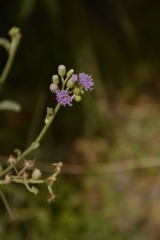 Cyanthillium albicans