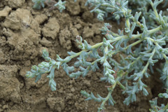 Petrosimonia glaucescens