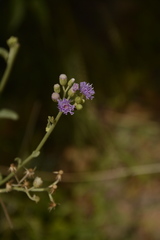 Cyanthillium albicans