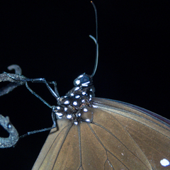 Euploea crameri bremeri