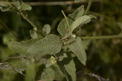 Cyanthillium albicans