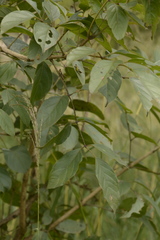 Dolichandrone atrovirens