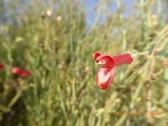 Gambelia juncea