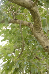 Dolichandrone atrovirens