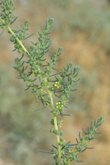 Suaeda altissima