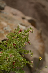 Indigofera colutea