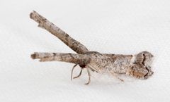 Phazaca interrupta