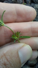 Galeopsis angustifolia