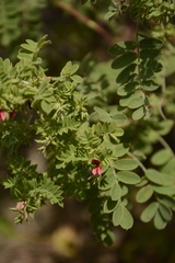 Indigofera colutea