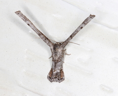 Phazaca interrupta