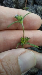 Galeopsis angustifolia