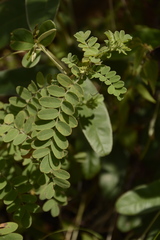 Indigofera colutea