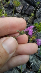 Galeopsis angustifolia