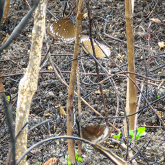 Euploea crameri bremeri