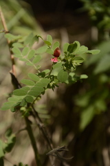 Indigofera colutea