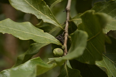 Morinda pubescens