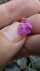 Galeopsis angustifolia