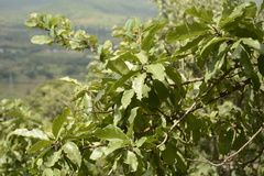 Morinda pubescens