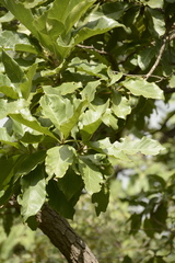 Morinda pubescens