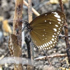 Euploea crameri bremeri