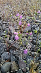 Galeopsis angustifolia