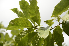 Morinda pubescens