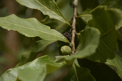 Morinda pubescens