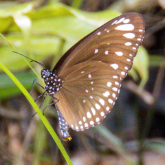 Euploea crameri bremeri