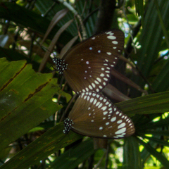 Euploea crameri bremeri