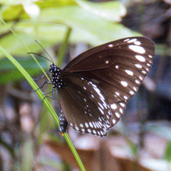 Euploea crameri bremeri