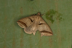 Perasia helvina