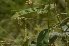 Tephrosia tinctoria