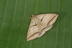 Perasia helvina