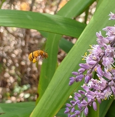 Amegilla bombiformis