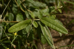 Tephrosia tinctoria
