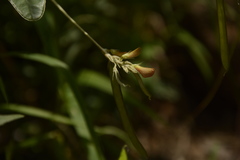 Tephrosia tinctoria
