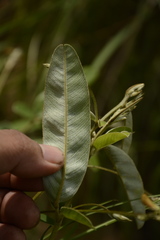 Tephrosia tinctoria