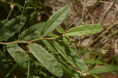 Tephrosia tinctoria